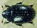 Schleimflusskäfer Nosodendron fasciculare. © G. C. Möller