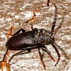 Sägebock (Prionus coriarius). © G. C. Möller