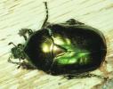 Großer Goldkäfer (Protaetia aeruginosa). © G. C. Möller