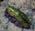 Großer Ulmenprachtkäfer (Scintillatrix mirifica). © G. C. Möller