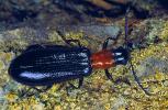 Buchen-Buntkäfer (Tillus elongatus). © G. C. Möller