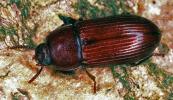 Roter Schwarzkäfer (Uloma culinaris). © E. Wachmann
