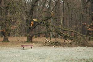 Astbruch im Glienicker Park © N. A. Klöhn Astbruch im Glienicker Park © N. A. Klöhn