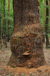 Alteiche im Grunewald © N. A. Klöhn Alteiche im Grunewald © N. A. Klöhn