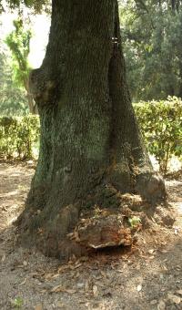 Die verdickte Stammbasis deutet auf eine ausgedehnte Innenfäule (mit oder ohne Höhle), hier an Stein-Eiche mit Flachem Lackporling, Parco Villa Borghese, Rom  © N. A. Klöhn