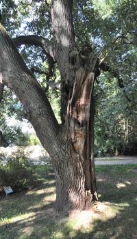 Nach einem Ausbruch ist eine ausgedehnte Holzzersetzung durch Pilze entstanden, die nun durch viele Arten besiedelt werden kann © N. A. Klöhn Nach einem Ausbruch ist eine ausgedehnte Holzzersetzung durch Pilze entstanden, die nun durch viele Arten besiedelt werden kann © N. A. Klöhn