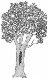 Zeichnung W. Roloff Zeichnung W. Roloff