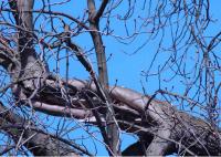 Windbruchstruktur an einem starken Kronenast (Rosskastanie). Ausgeprägte Reiterbildung, Überwallungsaktivität und Einpilzung des offen liegenden Holzes. © N. A. Klöhn