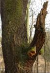 Der Feuerschwamm Phellinus robustus ist über einen defekten und später gebrochenen Starkast in den Hauptstamm einer Alteiche vorgedrungen. © N. A. Klöhn