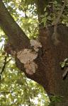 Der saprophytische Holzpilz Trametes versicolor (Schmetterlingstramete) hat abgestorbene Teile eines geschwächten Stämmlings einer Esche besiedelt und leitet den Bruch sowie die Großhöhlenbildung ein.