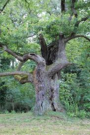 Viele Baumvetranen sind beeindruckende Gestalten, die wertvollte Lebensräume darstellen und Gartenanlagen in besonderer Weise prägen können. © N. A. Klöhn Viele Baumvetranen sind beeindruckende Gestalten, die wertvollte Lebensräume darstellen und Gartenanlagen in besonderer Weise prägen können. © N. A. Klöhn