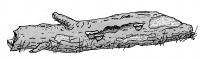 Zeichnung W. Roloff