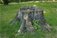 Voll besonnte stehender Buchen-Reststubben am Beginn der Abbausukzession. Gerade Buchen-Stubben zeigen eine hohe Vielfalt an Holzpilzarten und können Lebensraum für zahlreiche Holzinsektenarten sein. © G. Möller