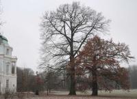 Eichen-Duo im Schlossgarten Charlottenburg, rechts bildetet sich nach einem Stammbruch eine Ersatzkrone. Der von Rosenkäfern besiedelte Stamm steht weiterhin als Lebensraum zur Verfügung. © N. A. Klöhn Eichen-Duo im Schlossgarten Charlottenburg, rechts bildetet sich nach einem Stammbruch eine Ersatzkrone. Der von Rosenkäfern besiedelte Stamm steht weiterhin als Lebensraum zur Verfügung. © N. A. Klöhn