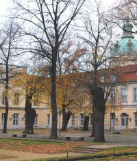 Gleich vier zu verschiedenen Zeitpunkten gekappte Linden blieben als Ersatzkronenbaum erhalten. Sie sind gleichsam Biotop und originaler Teil der historischen Bepflanzung. © N. A. Klöhn