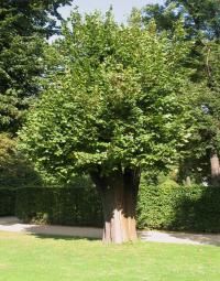 Gekappte Linde im Schlossgarten Charlottenburg © A. von Lührte