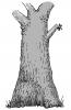Geschlossene Höhle Stammbasis. Zeichnung W. Roloff. Geschlossene Höhle Stammbasis. Zeichnung W. Roloff.