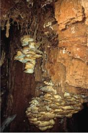 Im inneren einer Höhle auf braunfaulem Holz gebildeter Fruchtkörper eines Schwefelporlings © G. C. Möller Im inneren einer Höhle auf braunfaulem Holz gebildeter Fruchtkörper eines Schwefelporlings © G. C. Möller