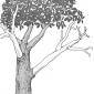 Totast am lebenden Baum. Zeichnung W. Roloff. Totast am lebenden Baum. Zeichnung W. Roloff.