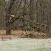 Astbruch im Glienicker Park © N. A. Klöhn