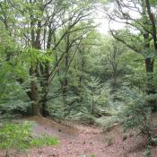 Buchenw&auml;lder mit Urwald-Charakter im Glienicker Park - Konfliktpotential bei der Wiederherstellung historischer Sichten (&copy; A. von L&uuml;hrte)