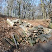 Zersägte Buchen im Glienicker Park: Hier gäbe es sinnvolle Alternativen zur Erhaltung von Biotopholz (© N. A. Klöhn)