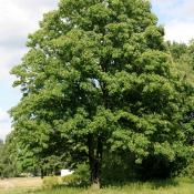 Bergahorn im Tiergarten. &copy; N. A. Kl&ouml;hn