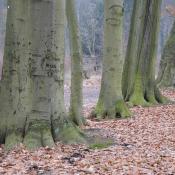 Buchen im Schlosspark Buch © N. A. Klöhn