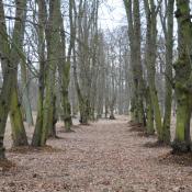 Alte Lindenallee im Glienicker Park. &copy; N. A. Kl&ouml;hn