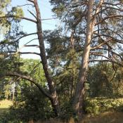 Alte Wald-Kiefer &copy; N. A. Kl&ouml;hn