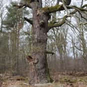 Alteiche auf der Pfaueninsel. &copy; N. A. Kl&ouml;hn