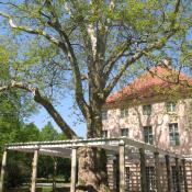 Riesen-Platane am Schloss Niederschönhausen. © A. von Lührte