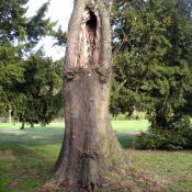 Ro&szlig;kastanie mit Stammh&ouml;hle im Schlosspark Buch. &copy; A. von L&uuml;hrte