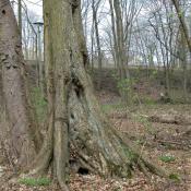 Ulme im Schlosspark Buch - wertvoller Biotopbaum.  © N. A. Klöhn