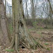 Ulme im Schlosspark Buch - wertvoller Biotopbaum.  &copy; N. A. Kl&ouml;hn