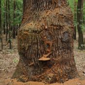 Alteiche im Grunewald &copy; N. A. Kl&ouml;hn