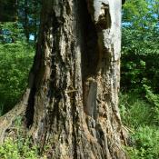 Bereits stark zersetzer Buchenstamm &copy; N. A. Kl&ouml;hn
