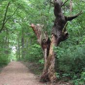 Tote Eiche auf der Pfaueninsel &copy; A. von L&uuml;hrte