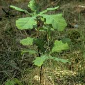 Eichenaufwuchs. &copy; A. von L&uuml;hrte