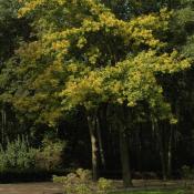 Mittelalte Stieleiche im Berliner Tiergarten. N.A. Klöhn