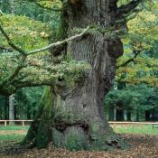 Eine der ber&uuml;hmten Ivenacker Alt-Eichen. &copy; A. v. L&uuml;hrte