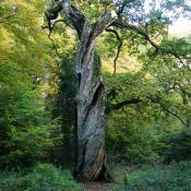 Eichenveteran. &copy; N. A. Kl&ouml;hn