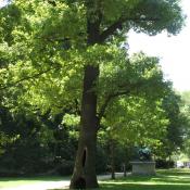 Alteiche an der Fasanerieallee im Tiergarten. &copy; A. von L&uuml;hrte