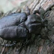 Eremit - streng geschützter Holzkäfer, dessen Larven sich im Mulm von Baumhöhlen entwickeln. © N. A. Klöhn 