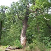 Alteiche auf der Pfaueninsel mit noch lebender Krone und Heldbockvorkommen. &copy; A. von L&uuml;hrte