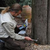 Hochempfindlicher Microhammer f&uuml;r Schallimpulsmessungen - hier an einer Zypresse. &copy; N. A. Kl&ouml;hn