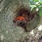Eichhörnchen-Kobel im zersetzen Astansatz einer alten Eiche. © A. von Lührte