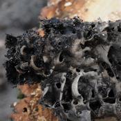 Eher unscheinbare Biotopholzbewohner: Solche Nester errichten Schwarzgl&auml;nzende Holzameisen, verborgen zumeist im Bauminneren, wo Holzpilze "vorgearbeitet" haben m&uuml;ssen. &copy; N. A. Kl&ouml;hn