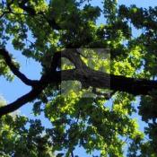 Fledermausquartier im Seitenast einer alten Eiche. (Quartierbereich aufgehellt). &copy; S. Rosenau