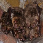 Gro&szlig;e Mausohren im Wasserwerk Tegel. &copy; T. Teige